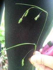 Carex formosa