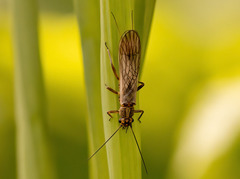 Isoperlinae