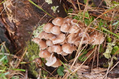 Mycena clarkeana