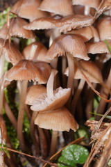 Mycena clarkeana