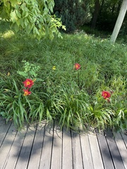 Hemerocallis fulva