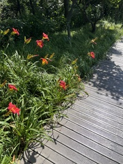 Hemerocallis fulva