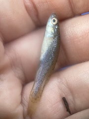 Fundulus rathbuni