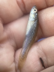 Fundulus rathbuni