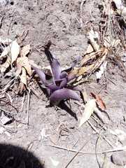 Tradescantia pallida