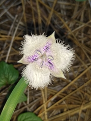 Calochortus coeruleus