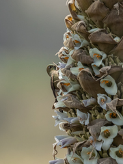 Chalcostigma heteropogon