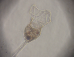 Collotheca