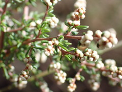 Cryptandra tomentosa