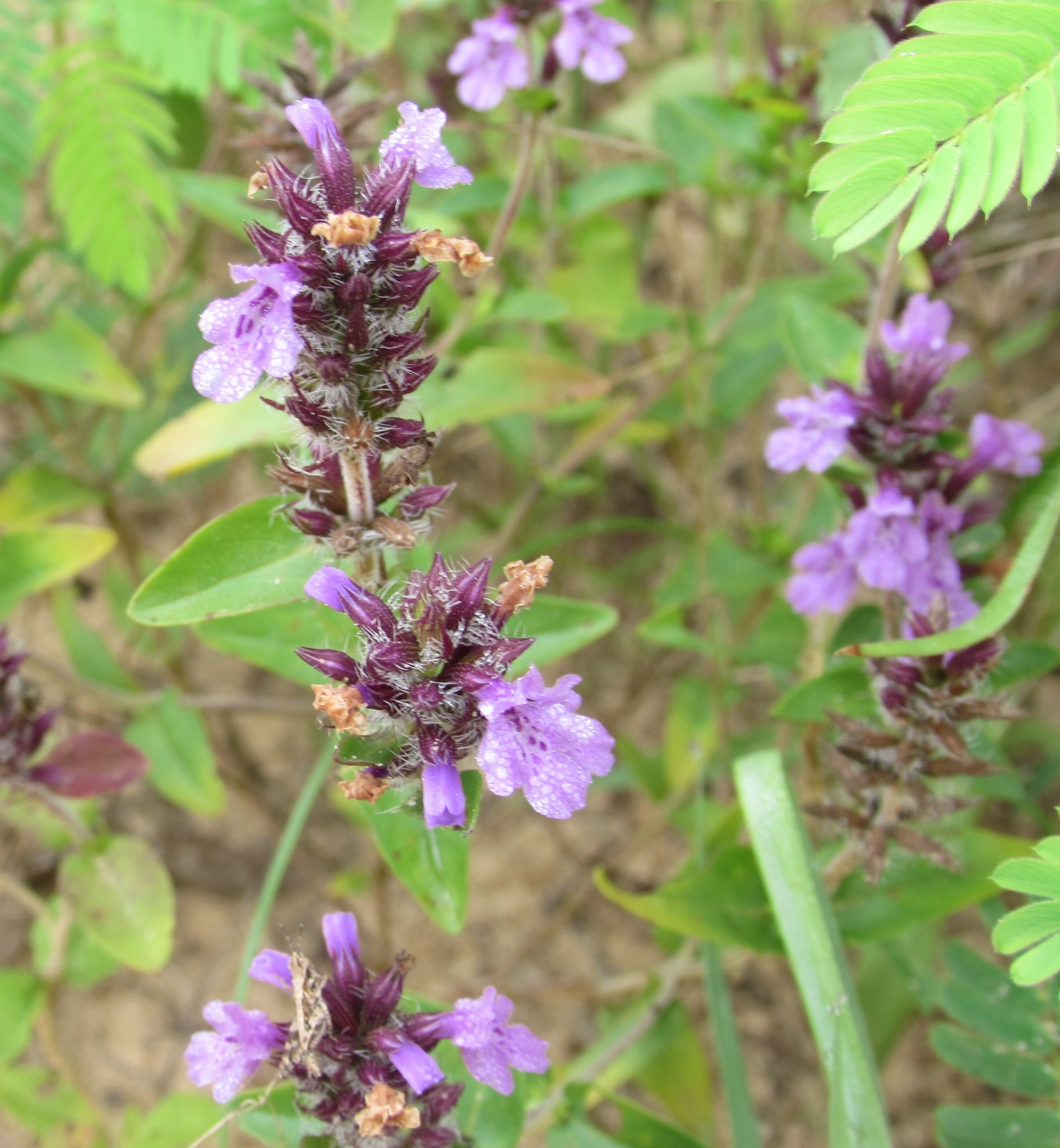 Rhododon ciliatus