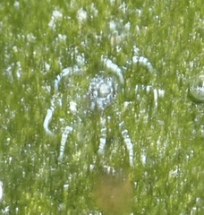 Bunodeopsis globulifera