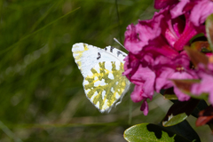 Euchloe simplonia