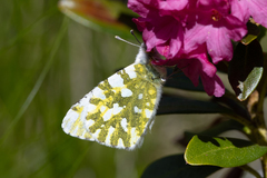 Euchloe simplonia