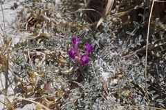 Astragalus argophyllus