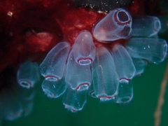 Clavelina picta