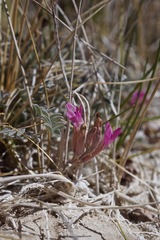 Astragalus argophyllus