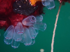 Clavelina picta