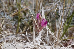 Astragalus argophyllus
