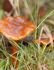 Cortinarius abnormis