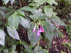 Strobilanthes hamiltoniana