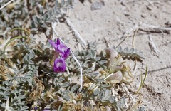 Astragalus argophyllus