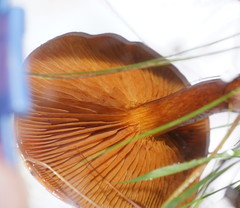 Cortinarius abnormis