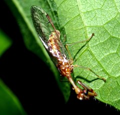 Leptomantispa pulchella