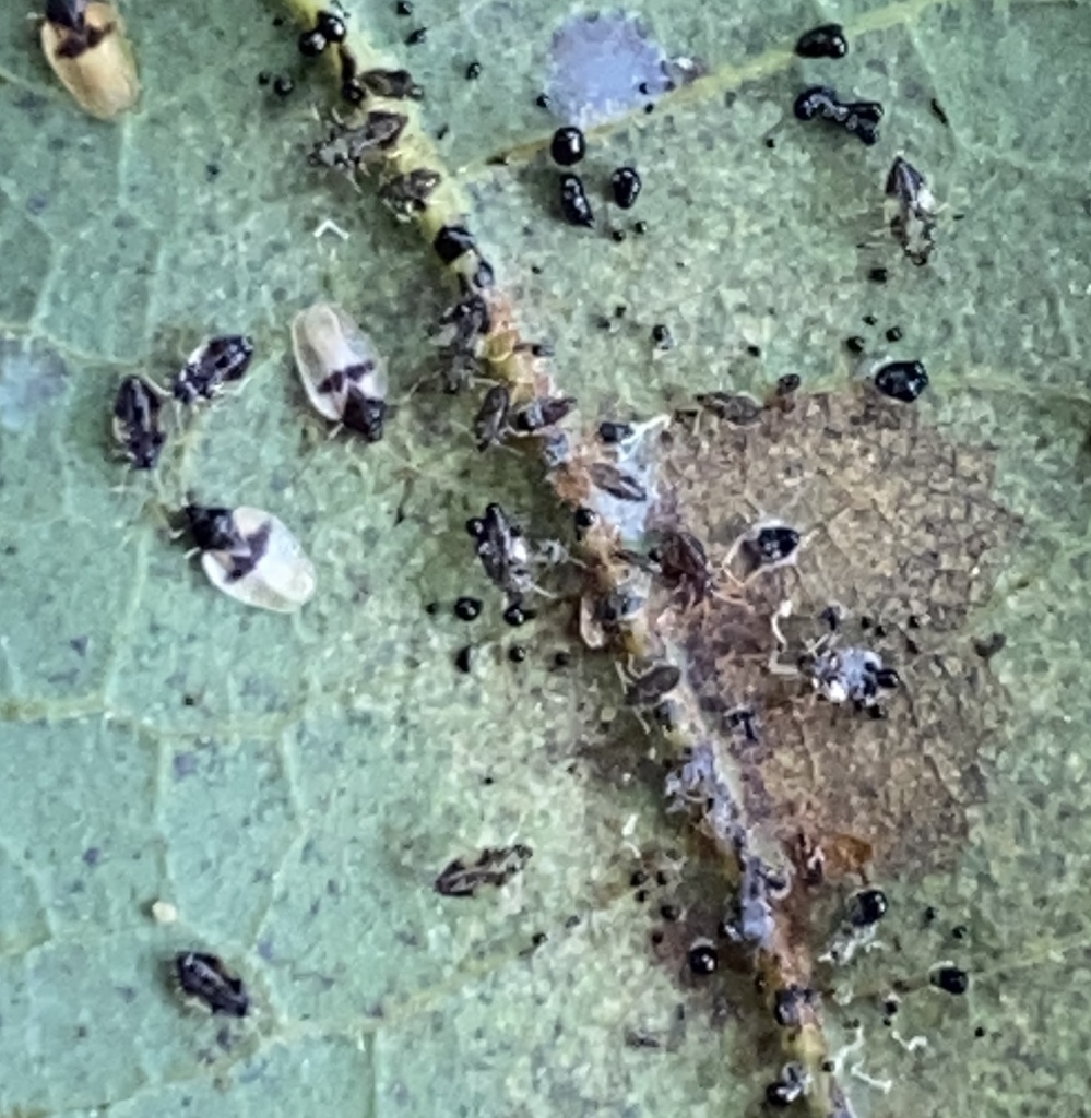 Avocado lace bug