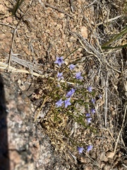 Campanula reverchonii