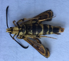 Synanthedon chrysidipennis
