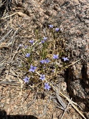 Campanula reverchonii