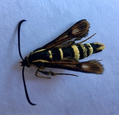 Synanthedon chrysidipennis