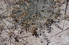 Astragalus argophyllus
