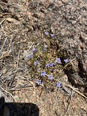 Campanula reverchonii