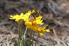 Phyciodes pulchella camillus
