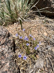 Campanula reverchonii