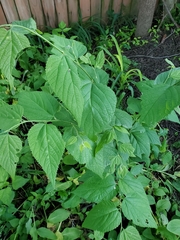 Celtis occidentalis