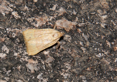 Parachma ochracealis