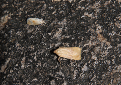 Parachma ochracealis