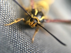 Synanthedon chrysidipennis