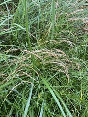 Elymus tsukushiensis