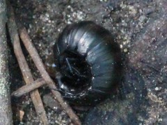 Necrophila americana