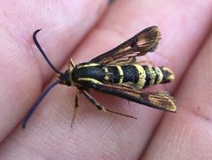 Synanthedon chrysidipennis