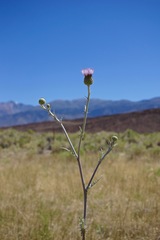 Cirsium mohavense
