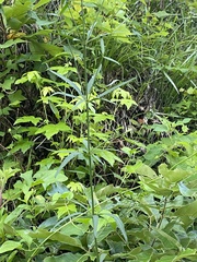 Coreopsis delphiniifolia
