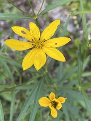 Coreopsis delphiniifolia