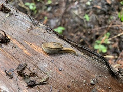 Hemphillia camelus
