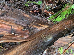 Hemphillia camelus