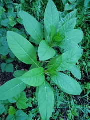 Phytolacca americana