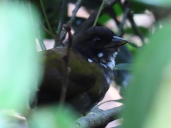 Arremon atricapillus